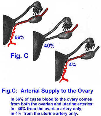 arterial supply to the ovary